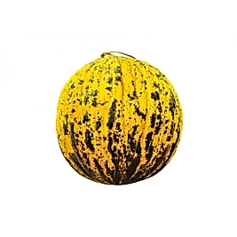 Kavun